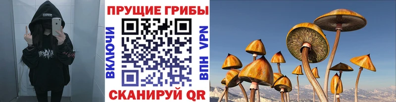 купить наркоту  Красноармейск  Галлюциногенные грибы Psilocybine cubensis 